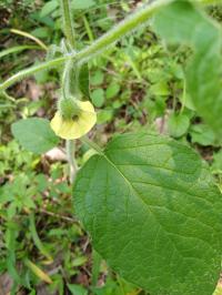 Physalis heterophylla image
